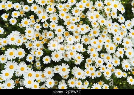 Blick auf das Feld der Gänseblümchen. Kamille Hintergrundbild. Stockfoto
