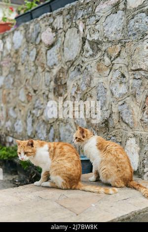 Zwei identische Ingwerkatzen sitzen auf dem Boden Stockfoto