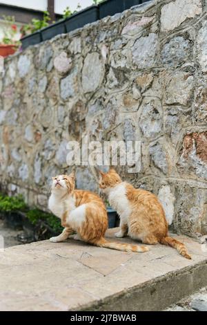 Zwei identische Ingwerkatzen sitzen auf dem Boden Stockfoto