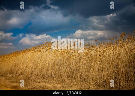 Gelbes Schilfgras gegen den grauen Vorsturm-Himmel. Stockfoto
