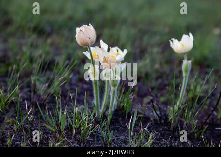 Frühe Frühlingsblumen. Pulsatílla pátens. Geringe Schärfentiefe. Stockfoto