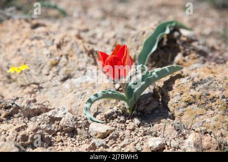 Wilde rote Tulpe im Frühling, Kasachstan. Steppenerde. Stockfoto