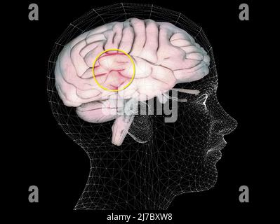 Wie das Gehirn funktioniert. Synapsen und Neuronen. Verbindungen. Kümmern Sie sich um Ihr Gehirn, Anregungen und Ideen. Degenerative Erkrankungen, Parkinson und Alzheimer Stockfoto