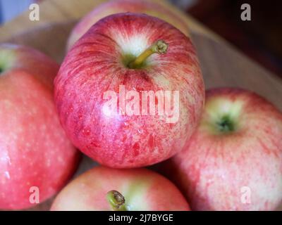 Ein paar Galaäpfel, eine Nahaufnahme. Reife Äpfel. Gala ist eine geklaufene Apfelsorte mit einem milden und süßen Geschmack. Stockfoto