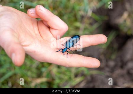 Violet Oil Beetle (Meloe violaceus), in der Hand gehalten, im Northumberland National Park, in der Nähe von Walltown, Northumberland, Großbritannien. Stockfoto