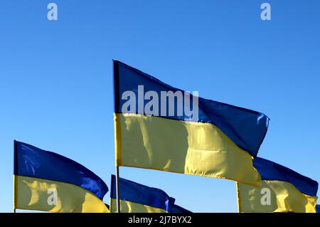 Viele Staatsflaggen der Ukraine fliegen im Wind. Konzept des heroischen Kampfes des ukrainischen Volkes gegen den russischen Krieg. Stockfoto