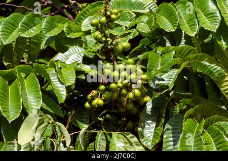 Matoa-Früchte (Pometia pinnata), die am Baum hängen, einheimische Früchte aus Papua, Indonesien Stockfoto