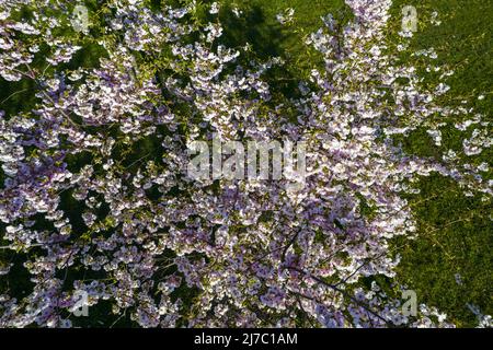 Luftaufnahme der schönen Kirschblüten im Park. Drohnenfoto von Sakura-Bäumen voller blühender rosa Blumen im Frühling im malerischen Garten. Äste des Baumes über dem sonnigen blauen Himmel. Blumenmuster Stockfoto