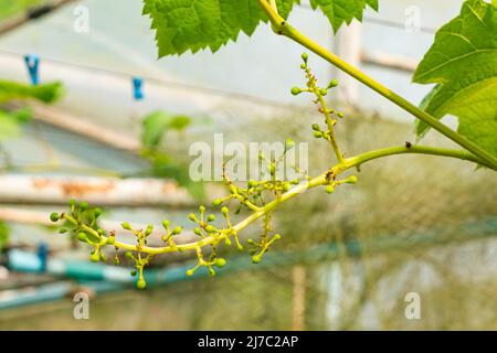 Weinlese. Kleines Büschel junger Trauben Beeren mit Blättern auf einer Rebe. Stockfoto