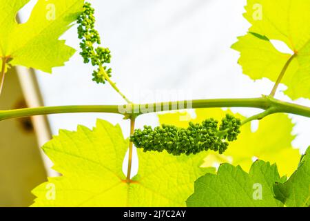 Weinlese. Traubenblütenknospe auf einer Weinrebe. Junge grüne Traubenblütenknospe, die an einer Weinrebe in einem Weinberg hängt. Stockfoto