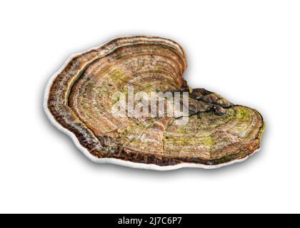 Baumpilze oder Pilze auf weißem Hintergrund Stockfoto