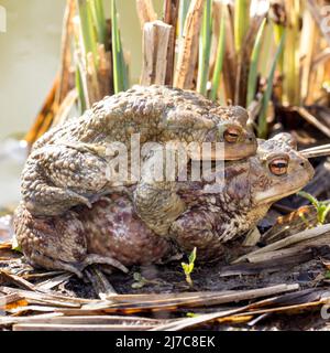 Kröte Männchen und Weibchen sitzen Huckepack am Meer. Zwei gemeinsame Kröten sitzen und bereit zum Laichen. Der Binomialname lautet Bufo Bufo. Stockfoto