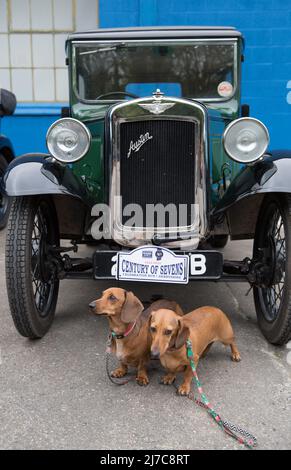 Century of Austin Sevens, Ambergate, Derbyshire, England, Großbritannien. 8.. Mai 2022. Mitglieder des Autoclubs Pre war Austin 7, die an der ‘Century of Sevens-Veranstaltung’ des Great British Car Journey Museum teilnehmen. Die Route, die von Ambergate aus beginnt und endet, wird 38 Meilen um die schönen Straßen und Gassen der Derbyshire Dales und des Peak Distrikts fahren und endet mit einem Festkuchen im Museum. Kredit: Alan Keith Beastall/Alamy Live Nachrichten Stockfoto