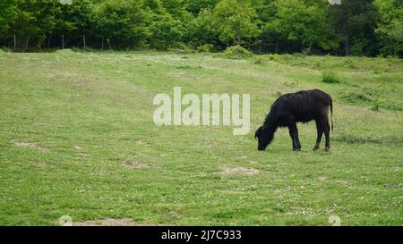 Schwarze Kuh grast auf der weiten Wiese. Kuhhintergrund frisst friedlich Gras in wilder Natur. Stockfoto