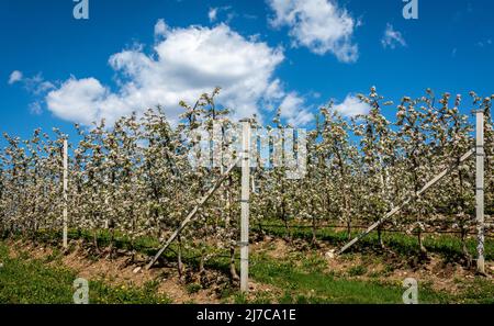 Blühender Baum Frühjahrssaison Apfelbaum Jahreszeiten in Obstgarten blühende Blumen. Südtirol, Norditalien Stockfoto
