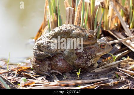 Kröte Männchen und Weibchen sitzen Huckepack am Meer. Zwei gemeinsame Kröten sitzen und bereit zum Laichen. Der Binomialname lautet Bufo Bufo. Stockfoto