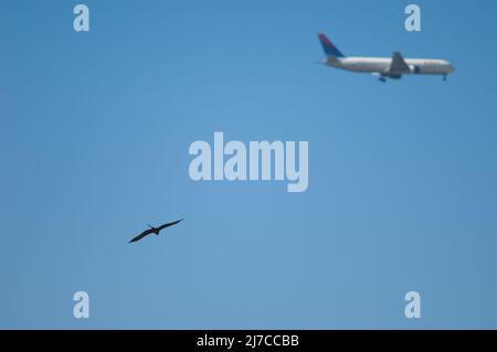 Schwarzer Drachen Milvus migrans im Flug und Flugzeug. Dakar. Senegal. Stockfoto