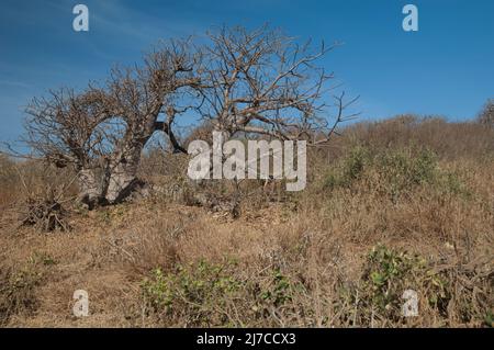 Zwerg-Baobab-Baum Adansonia digitata. Sarpan Island. Nationalpark Iles de la Madeleine. Dakar. Senegal. Stockfoto