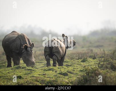 Ein eingehörntes Nashorn, das im Grasland des Chitwan Nationalparks in Nepal grast. Stockfoto