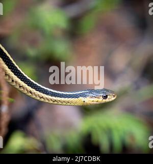 Rote Garnelenschlange (Thamnophis sirtalis parietalis), Manitoba, Kanada Stockfoto