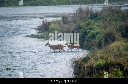 Drei gefleckte Hirsche, die im späten Abendlicht einen Fluss im Chitwan Nationalpark überquerten. Stockfoto