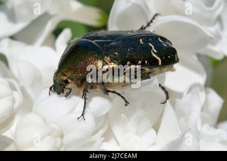 Nahaufnahme von grünem Rosenschäfer, der auf weißem Flieder aufblüht Stockfoto