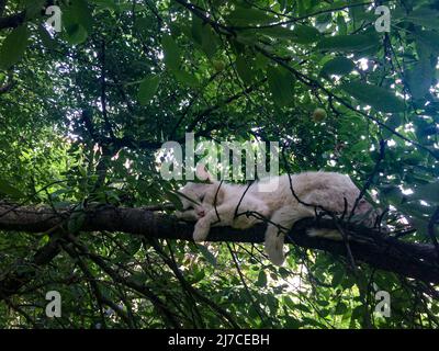 Weiße Katze schläft auf einem Kirschbaum Ast. Stockfoto