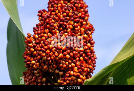 Nahaufnahme der Lösung für Sorghum, Lebensmittel und erneuerbare Energien Stockfoto