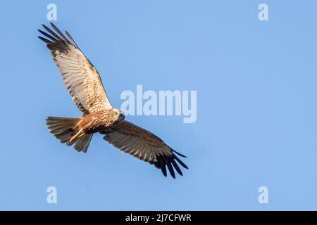 Junge männliche westliche Sumpfweihe jagen über den Feuchtgebieten nach Beute Stockfoto