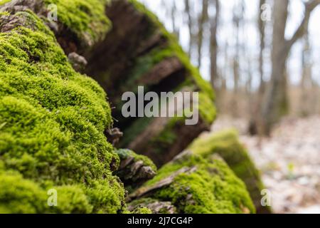 Der Stumpf ist mit Moos überwuchert. Auf dem schönen Stumpf wachsen Pilze. Nahaufnahme eines beschnitzten moosigen Baumes Stockfoto