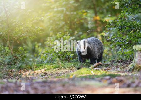 Europäischer Dachs läuft im Wald. Horizontal. Stockfoto