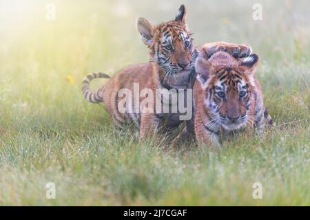 Ein paar niedliche bengalische Tiger-Jungen spielen auf der nassen Wiese. Horizontal. Stockfoto