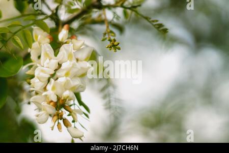 Akazienblüte aus der Nähe (Robinia pseudoacaccia). Selektiver Fokus und Nahaufnahme. Für Text platzieren. Stockfoto