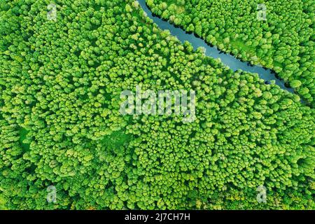 Grüner Wald Grün Vegetaion und Fluss, flache Sicht Luftaufnahme. Grüner Wald und Flusslandschaft in Top View schöne Natur Sommersaison Stockfoto