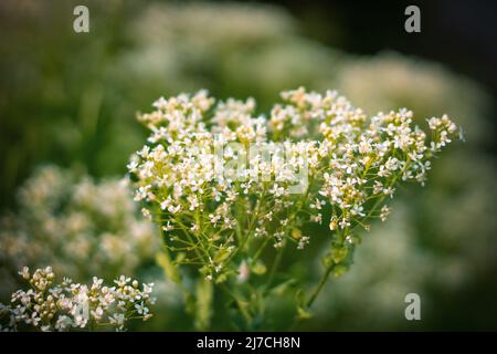 Weiße Kressenblüten (Lepidium draba, Cardaria draba). Nahaufnahme. Stockfoto