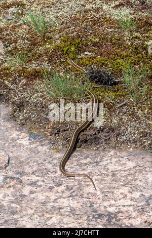 Die östliche Strumpfschlange, Thamnophis sirtalis sirtalis, ist eine harmlose Schlange, die normalerweise dunkelgrün mit drei gelben Streifen ist. Zwischen Stockfoto