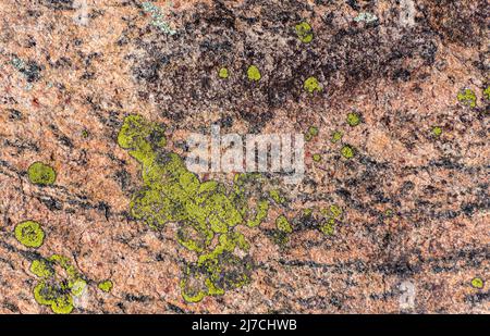 Neues Wachstum von grünen Flechten erzeugt interessante Muster auf dem rosa Granit im Muskoka Lakes District von Ontario, Kanada. Stockfoto