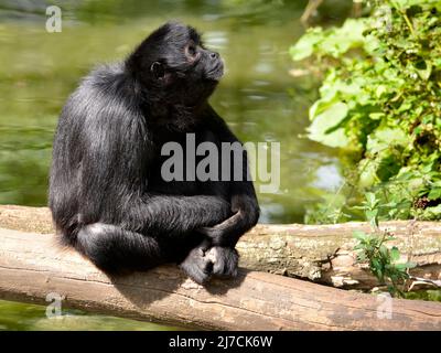 Schwarzkopfspinnen-Affe (Ateles fusciceps) sitzt auf einem Baumstamm über einem Teich und schaut nach oben Stockfoto