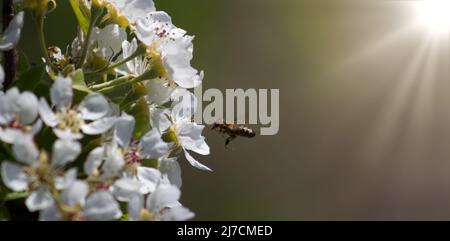 Eine Biene oder Wespe fliegt in der Nähe eines Blumenbaums. Insekten bestäubt Kirsch- und Apfelblüten. Stockfoto