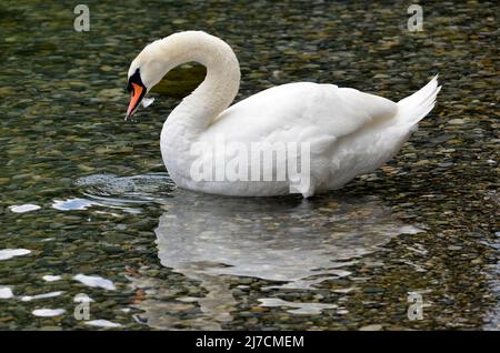 Stummer Schwan (Cygnus olor) im Wasser und vom Profil aus gesehen Stockfoto