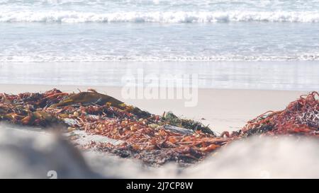 Große blaue Meereswellen krachen am Strand, kalifornische pazifikküste, USA. Meerwasserschaum, Seetang-Algen und weißer Sand. Sommerliche Küste mit ästhetischer Meereslandschaft. Surfstimmung. Nahtloser Cinemagraph mit Schleife Stockfoto