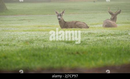 Zwei Wildschweine mit Geweih und Weibchen grasen auf grünem Rasen bei nebligen Wetter. Paar oder zwei Tiere auf Gras, Monterey Wildtiere, Kalifornien Natur, USA. Herbivore hufige Säugetiere mit Hörnern. Stockfoto