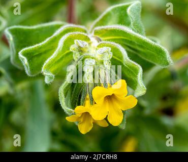 Orientalischer Alkanet Alkanna orientalis in Blüte. Botanischer Garten, KIT Karlsruhe, Deutschland, Europa Stockfoto