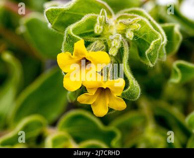 Orientalischer Alkanet Alkanna orientalis in Blüte. Botanischer Garten, KIT Karlsruhe, Deutschland, Europa Stockfoto