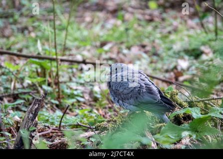 Eine juvenile Stocktaube (Columba oenas), die aus einem Wasserbad trocknet Stockfoto