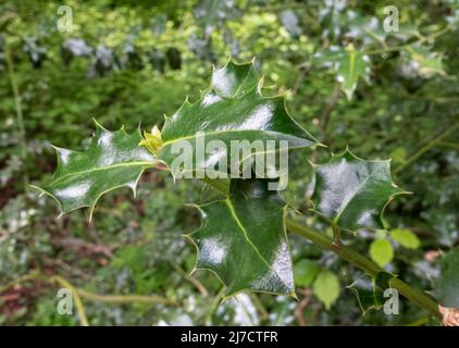 Nahaufnahme von dunkelgrünen, wachsartigen, spitzen Stechpalmblättern (Ilex) Stockfoto