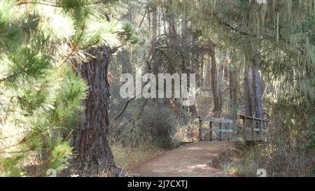 Pfad in Wald oder Wald, Wanderweg oder Fußwege in Hain oder Wald, Point Lobos, Kalifornien, USA. Pfad oder Laufsteg. Nadelbäume, Lace Flechten Moos hängen. Hölzerne Fußgängerbrücke oder Brücke. Stockfoto