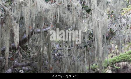 Lace Flechten Moos hängen, Bäume Zweige im Wald. Tiefes, surreales Holz, märchenhafter alter Hain oder Fantasy-Wald. Pflanzen, die mit Parasitenpilzen oder Pilzen bedeckt sind. Point Lobos, Monterey Flora, Kalifornien, USA Stockfoto