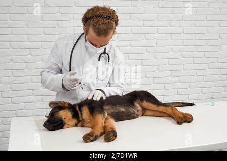 Vorderansicht des Tierarztes in weißem Labormantel, Latexhandschuhe, Maske, die dem Schäferhund Injektion gibt. Hund mit geschlossenen Augen auf der Seite auf dem Tisch liegen. Konzept der Tierpflege. Stockfoto