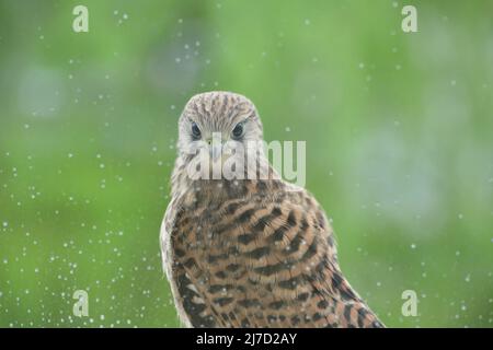 Nahaufnahme Detail Kopf des jungen gemeinen Turmfalken Stockfoto
